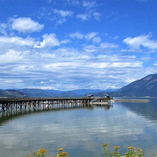 salmon-arm